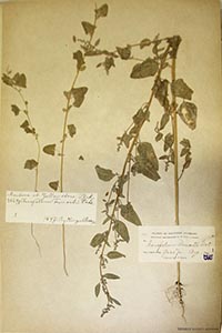 herbarium sheet of G